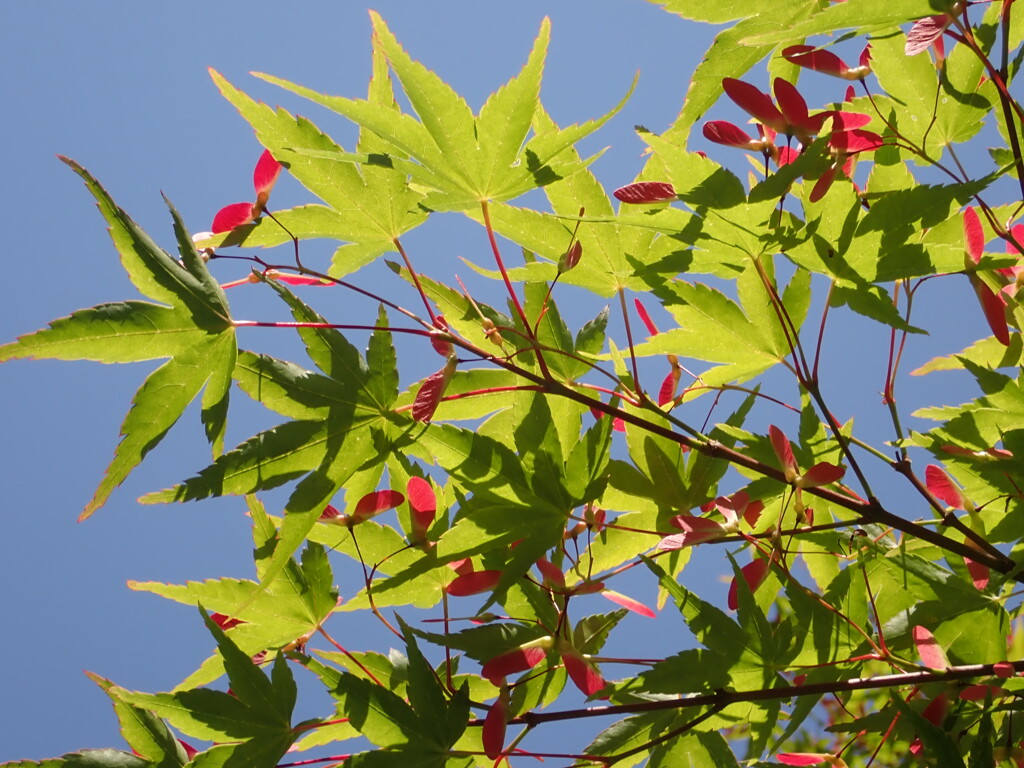 かわいいプロペラ