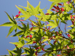 かわいいプロペラ