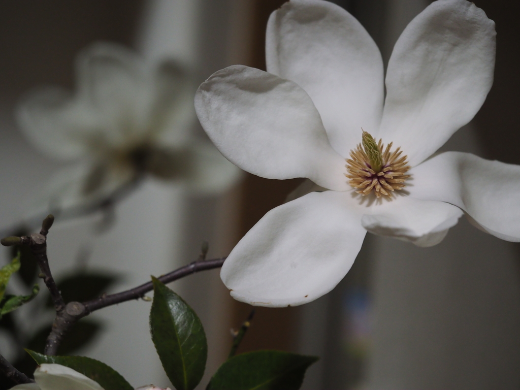 切り花のもくれんが咲きました。