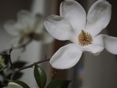 切り花のもくれんが咲きました。