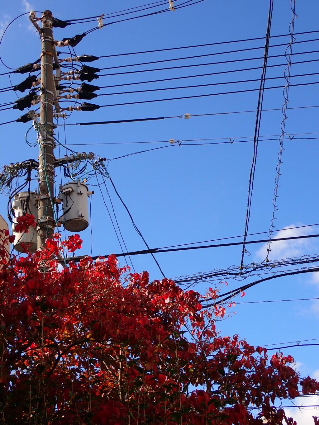 街中で：紅葉と電柱