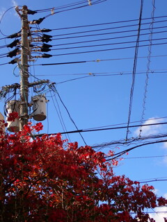 街中で：紅葉と電柱