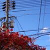 街中で：紅葉と電柱