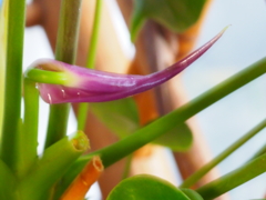 アンスリュームの蕾