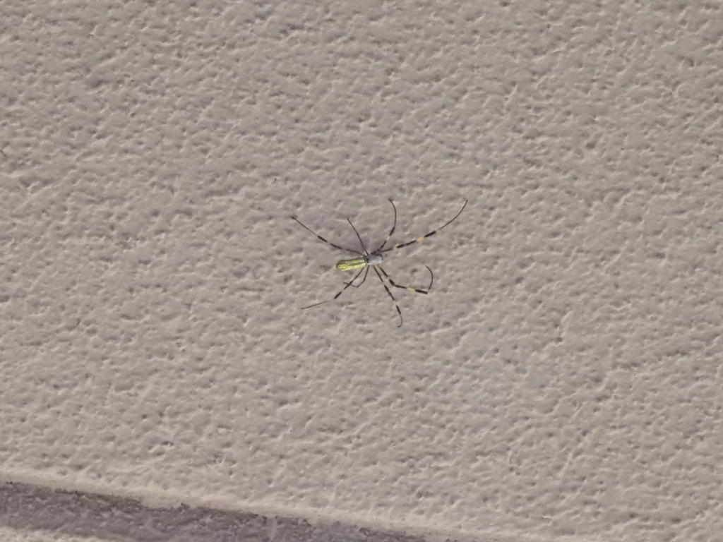 天井に逃げた蜘蛛