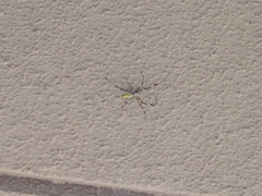 天井に逃げた蜘蛛