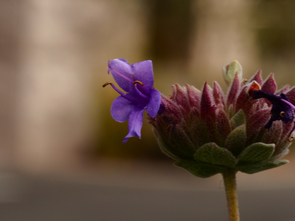 冬に咲く小さな花；紫
