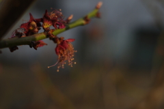 春