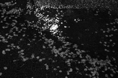 夜桜