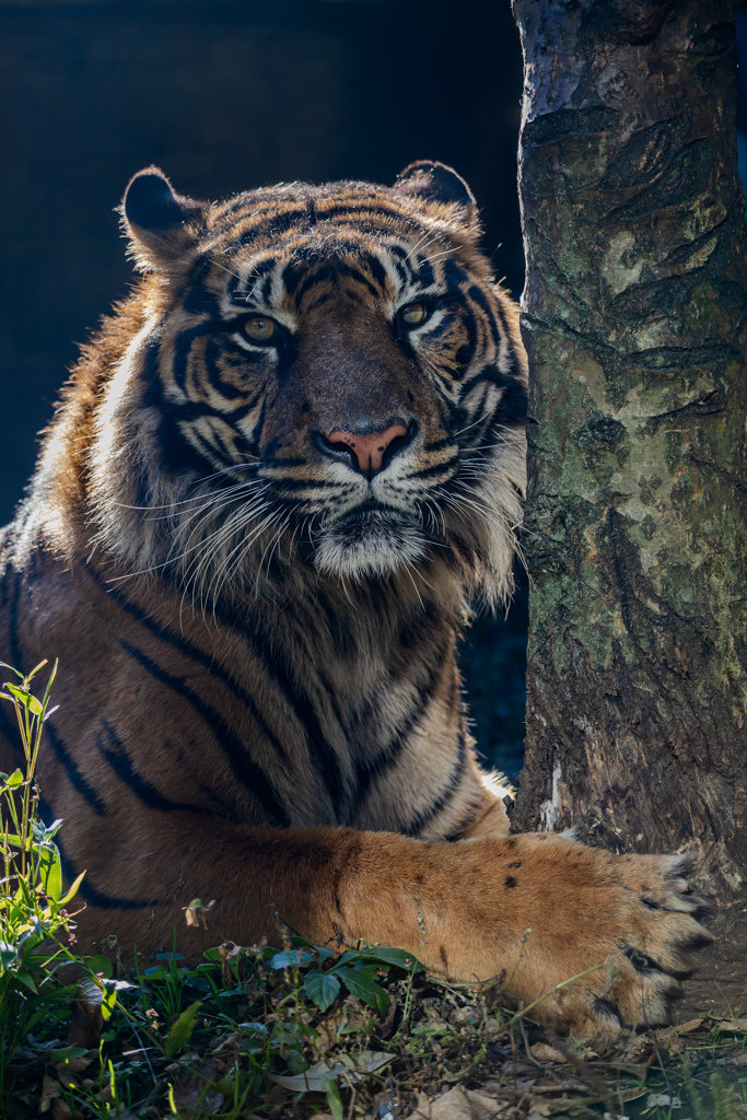 八木山動物園　トラ