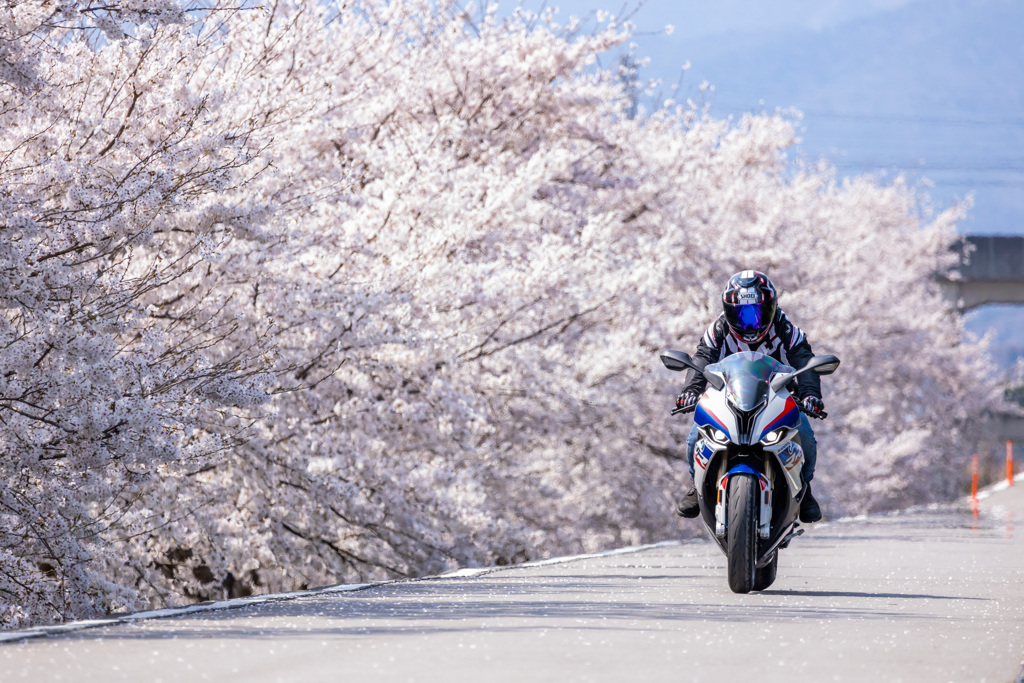 S1000RRと桜