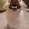 ワン！