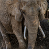 八木山動物園　ゾウ