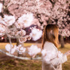 夜桜ポートレート