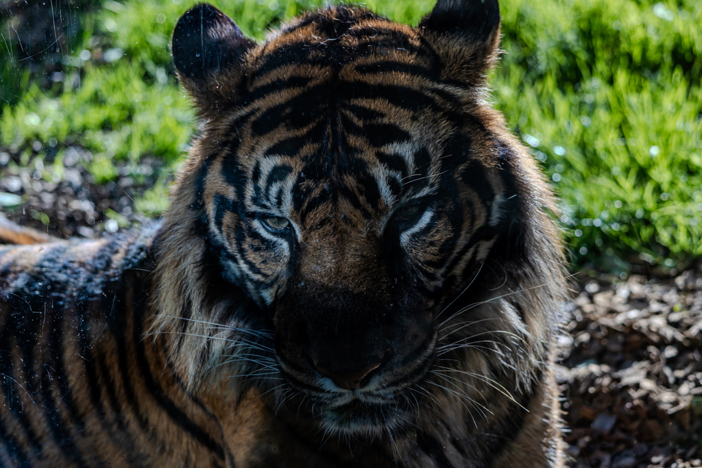 八木山動物園　トラ