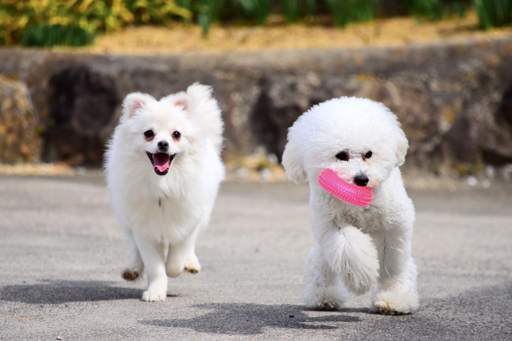 犬