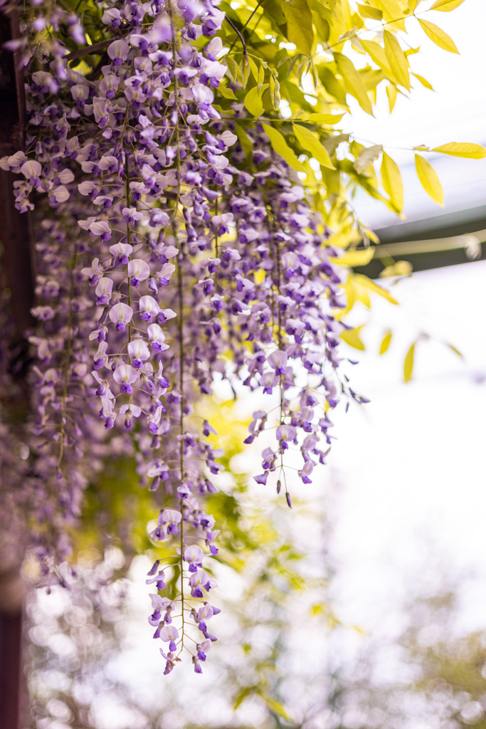 藤の花