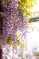 藤の花
