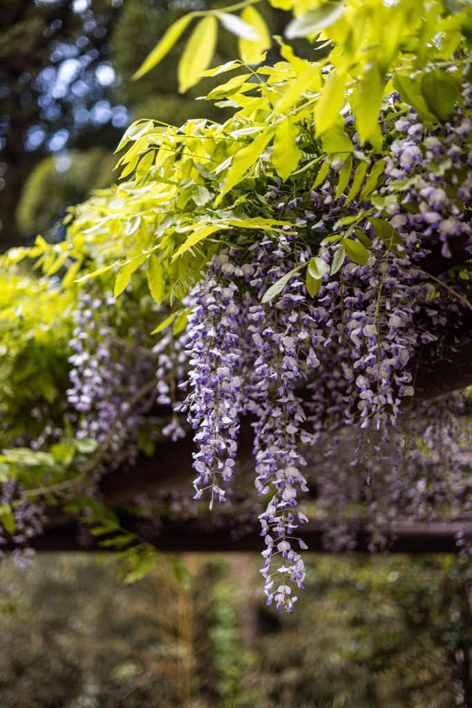藤の花