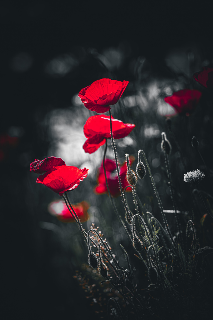 _A3A9061