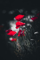_A3A9061