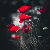 _A3A9061