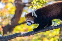 八木山動物園　レッサーパンダ