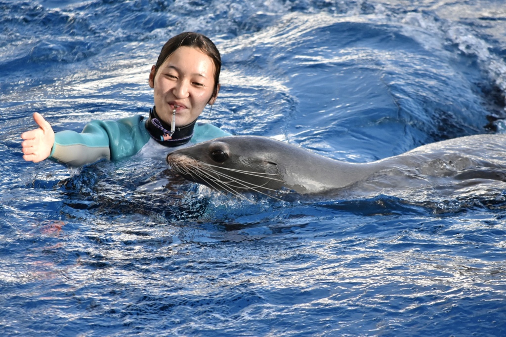 うみの杜水族館 アシカショー