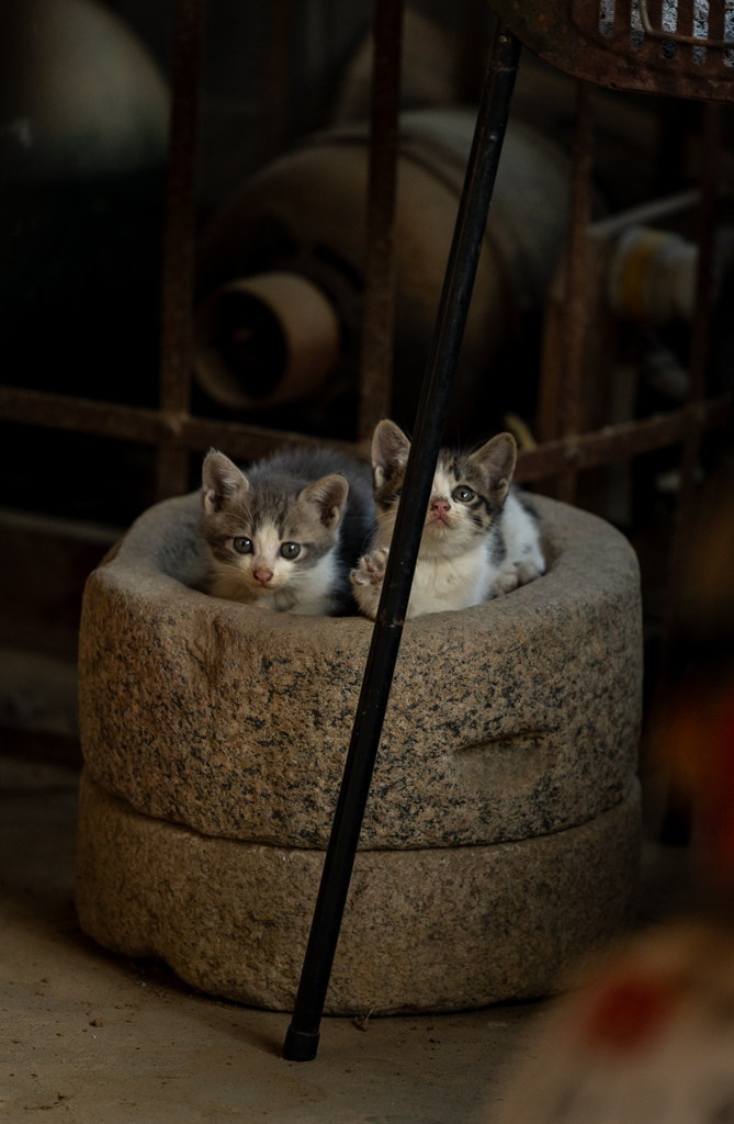 子猫