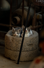子猫