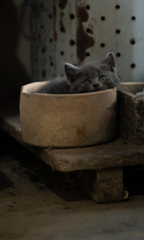 子猫