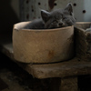 子猫