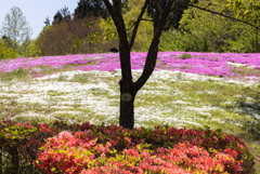 芝桜
