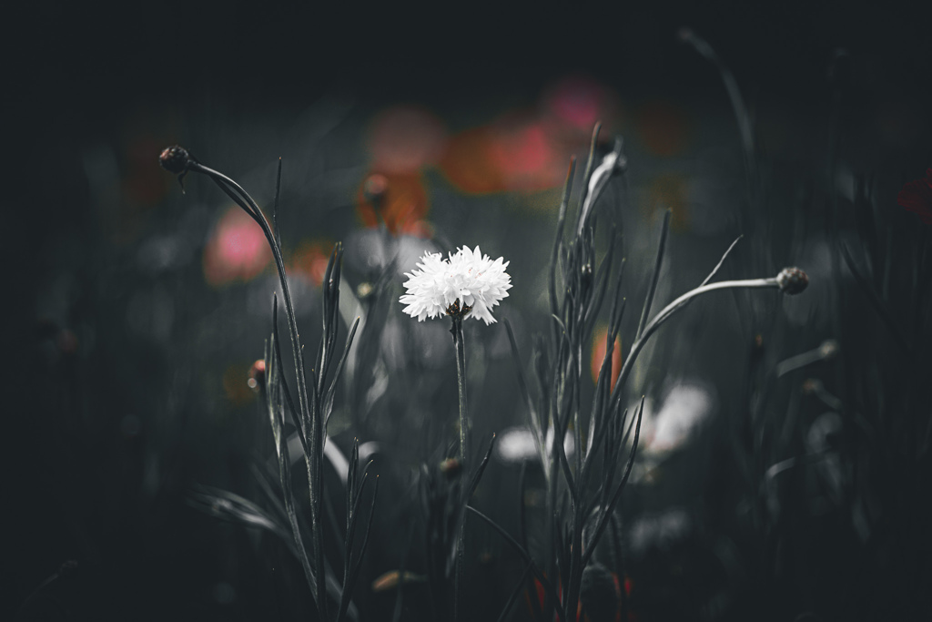 _A3A9066
