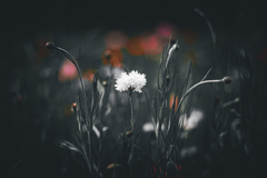 _A3A9066