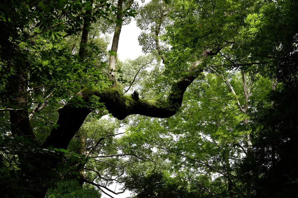 見上げると巨木