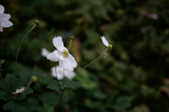 名もなき花
