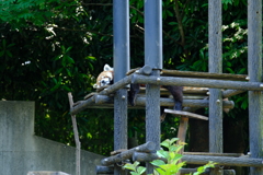 千葉市動物公園