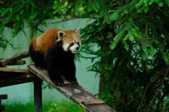 千葉市動物公園