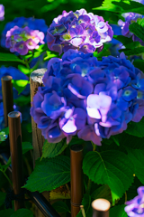 紫陽花②