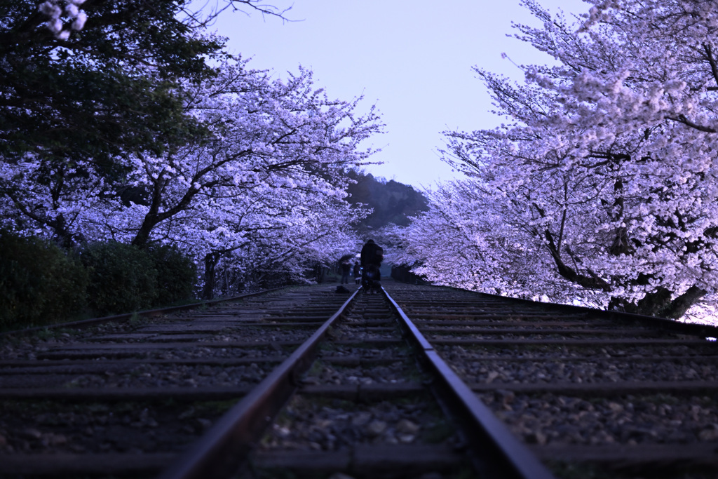 蹴上インクライン夜桜