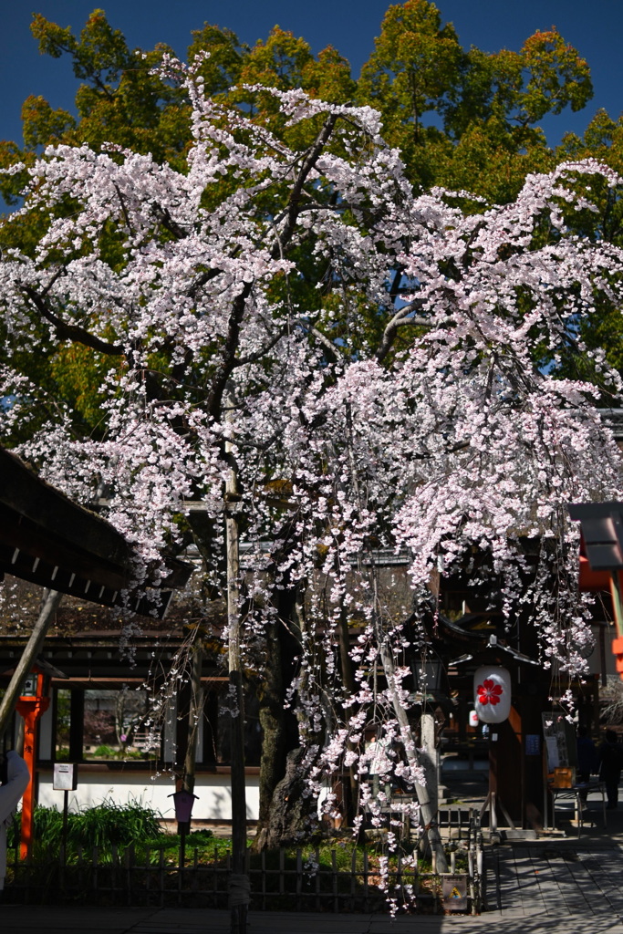 平野神社　魁桜