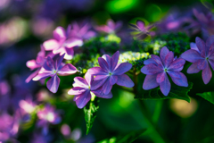 紫陽花①