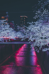 目黒川桜まつり