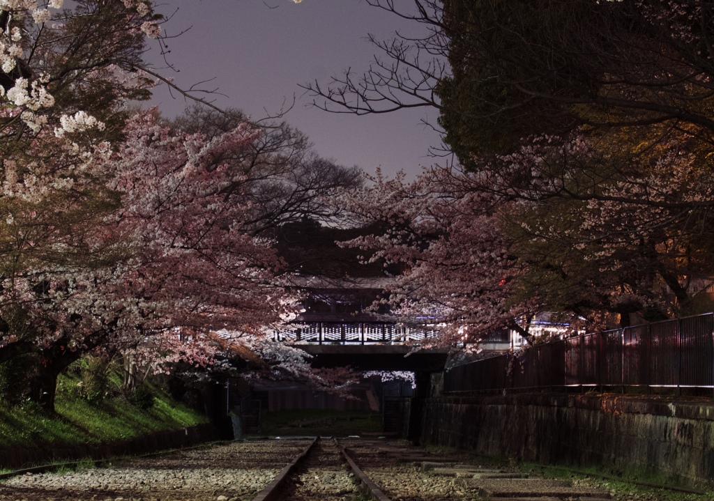 蹴上インクライン夜桜