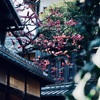 梅