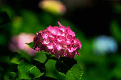 紫陽花④