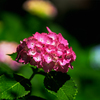 紫陽花④