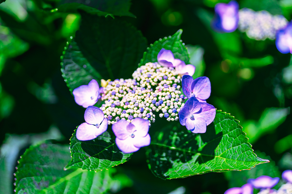 紫陽花⑤