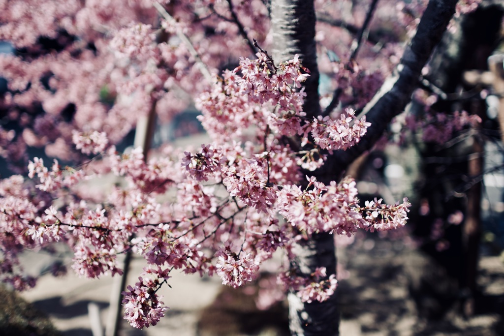 長徳寺　オカメ桜